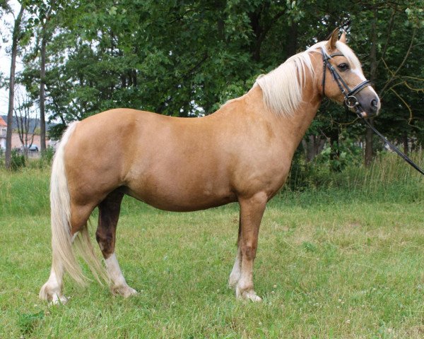 broodmare Arvalon Tiziana (Welsh-Cob (Sek. C), 2013, from Arvalon Assassin)