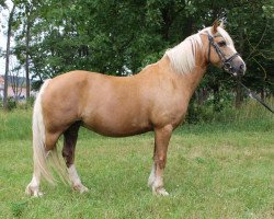 broodmare Arvalon Tiziana (Welsh-Cob (Sek. C), 2013, from Arvalon Assassin)