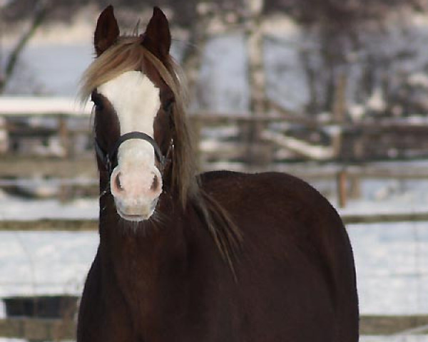 Zuchtstute Rainhill Tranquil (Welsh-Cob (Sek. C),  , von Nebo Daniel)