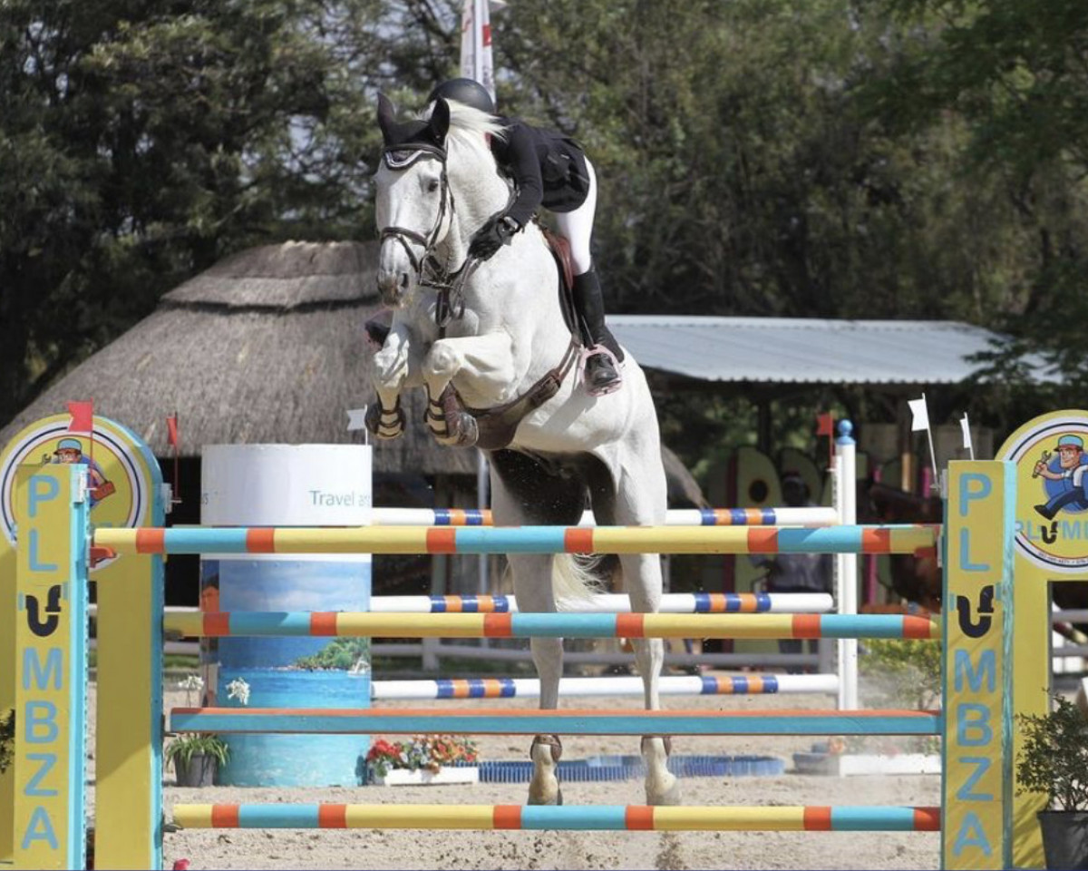 jumper Capital Don Costello (South African Warmblood, 2007, from Don Cumarco)
