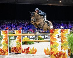 jumper Agadance van 't Gelutt Z (Zangersheide riding horse, 2011, from Aganix du Seigneur)