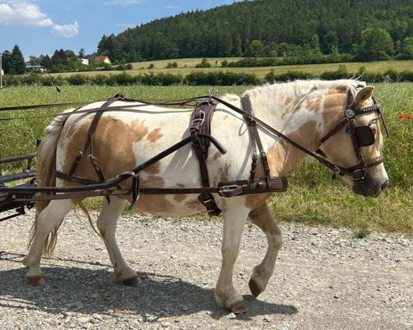 broodmare Heidi vom Biesensee (Shetland Pony, 2015, from Häuptlings Sunnyboy)