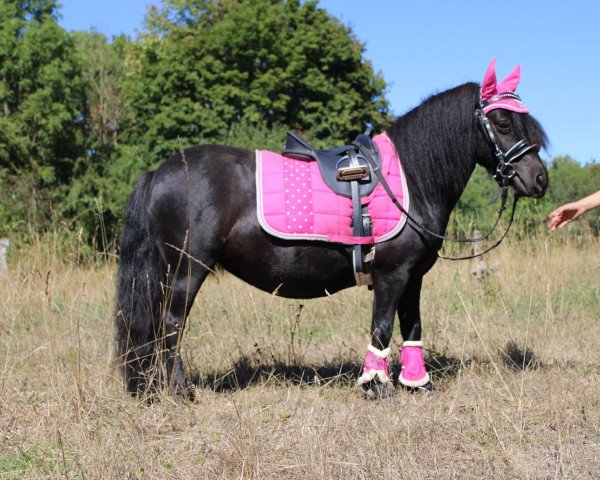 broodmare Noortje van het Kruuthuus (Shetland Pony, 2019, from Juneau v. d. Amstelhof)