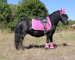 Zuchtstute Noortje van het Kruuthuus (Shetland Pony, 2019, von Juneau v. d. Amstelhof)