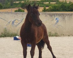 horse Kleiner Donner von der Marien-Quelle (Shetland Pony, 2023, from Kapsones van Stal het Noordereind)