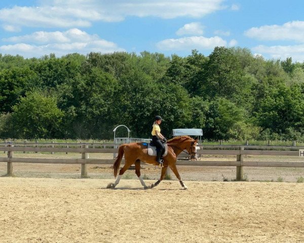 broodmare Fiene (Hanoverian, 2001, from For Feeling)