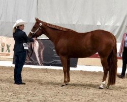 horse Marylou Rocks (Quarter Horse, 2019)