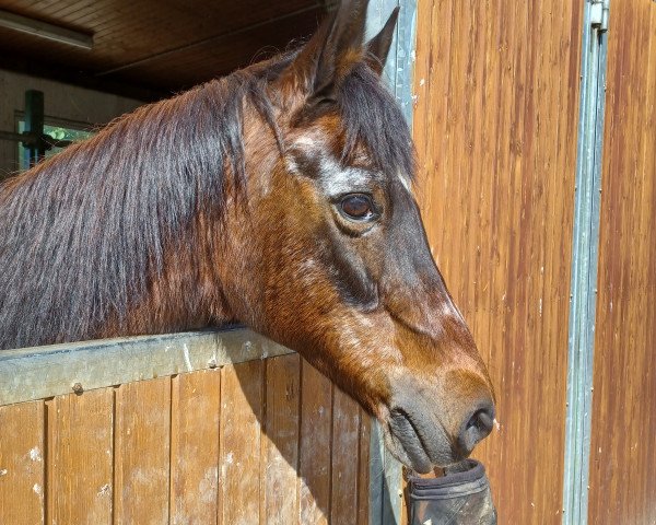 broodmare Cinderella 375 (German Riding Pony, 1993, from Nibelungenheld II)