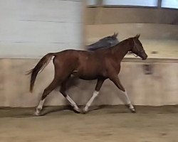 horse Luxor (Russian Trakehner, 2021, from Korvet)