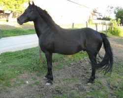 Deckhengst Tzaro de Champlevé (Welsh-Cob (Sek. D), 2007, von Ginger des Chouans)