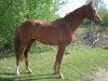 dressage horse Stallone HI (German Sport Horse, 2008, from Stallone Quainton)