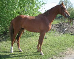 dressage horse Stallone HI (German Sport Horse, 2008, from Stallone Quainton)