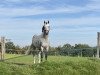 Springpferd Let's Jump Cornet R.t. (KWPN (Niederländisches Warmblut), 2016, von Cornet Obolensky)