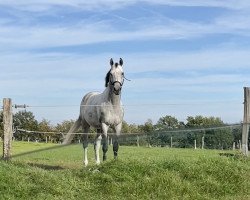 Springpferd Let's Jump Cornet R.t. (KWPN (Niederländisches Warmblut), 2016, von Cornet Obolensky)