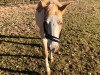 dressage horse Rappenbergs Macchiato (German Riding Pony, 2005, from Eiluns Milano)