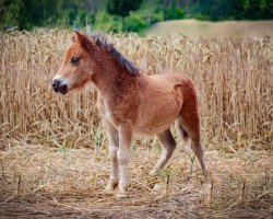 Pferd Kookie von der Marien-Quelle (Shetland Pony, 2021, von Kapsones van Stal het Noordereind)