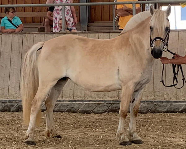 broodmare Samenta (Fjord Horse, 2017, from Kelvin)