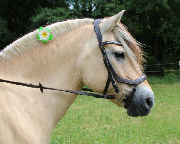 broodmare Kis-Jessica (Fjord Horse, 2004, from Onyx)