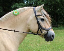 broodmare Kis-Jessica (Fjord Horse, 2004, from Onyx)