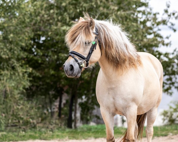 broodmare Karen (Fjord Horse, 2009, from Damar)