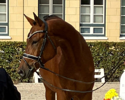 Dressurpferd Kaba Kalini (Trakehner, 2021, von Kattenau)