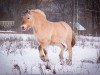 broodmare Jorit (Fjord Horse, 2008, from Kristofferson)