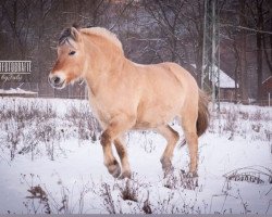 horse Jorit (Fjordpferd, 2008, from Kristofferson)