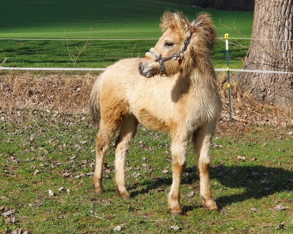 horse Merci von der Marien-Quelle (Fjord Horse, 2022, from Isko)