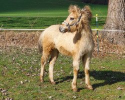 Pferd Merci von der Marien-Quelle (Fjordpferd, 2022, von Isko)