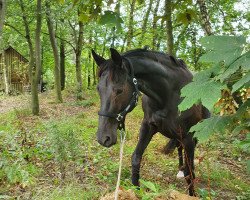 broodmare Orissa (unknown, 2007, from In Petto)