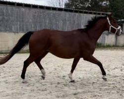 dressage horse Filou (German Sport Horse, 2018, from Fred Feuerstein)