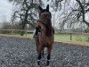 dressage horse Branca (Westphalian, 2018, from Callaho's Benicio)