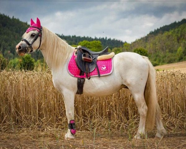 broodmare Rian's Gina (Welsh mountain pony (SEK.A), 2001, from Revel Paul-Jones)