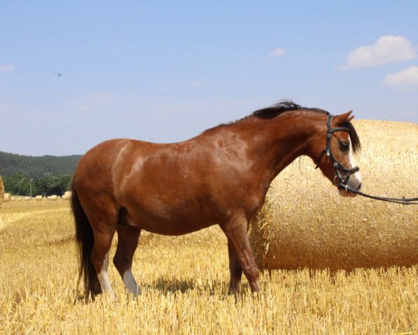 horse Savay Floyd (Welsh mountain pony (SEK.A), 2012, from Bergischland Freddie Mercury)