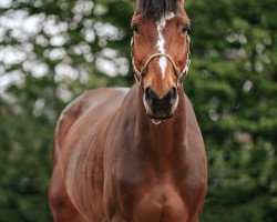 jumper Grand Hope (Hanoverian, 2013, from Galant de Semilly 2)