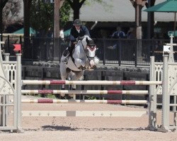 jumper Iomare de L'Esku (Belgian Warmblood, 2008, from Caspar (Berlin))