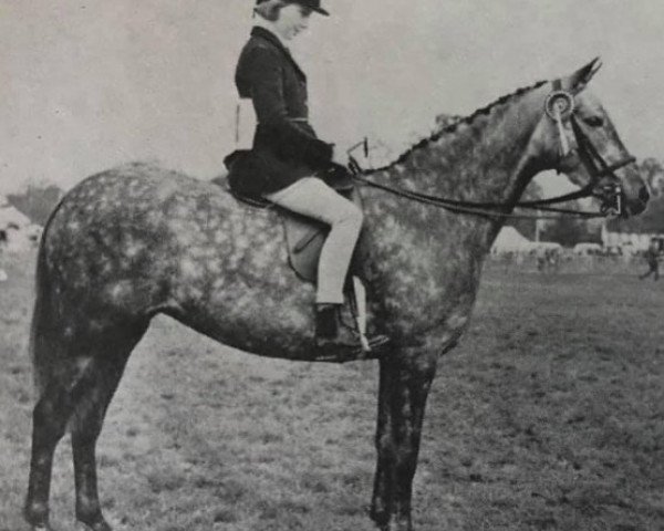Zuchtstute My Mum (British Riding Pony, 1962, von Bwlch Zingari)