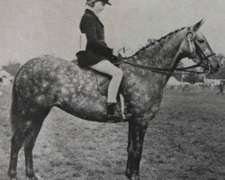 broodmare My Mum (British Riding Pony, 1962, from Bwlch Zingari)