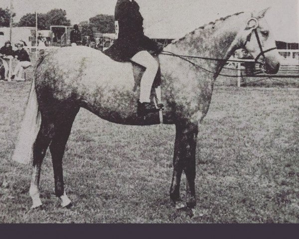 horse Marguerite IV (British Riding Pony, 1963, from Bwlch Zephyr)
