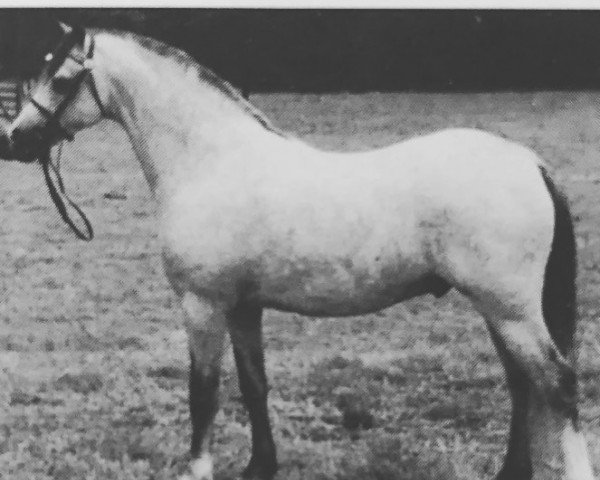 stallion Cwrtycadno Cadfridog (Welsh-Pony (Section B), 1989, from Sarnau Rheolwr)