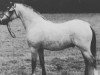 stallion Cwrtycadno Cadfridog (Welsh-Pony (Section B), 1989, from Sarnau Rheolwr)