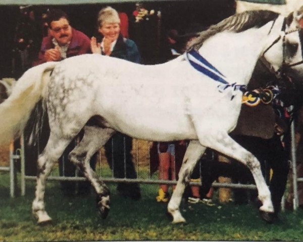 horse Skellorn Silver Coin (Welsh-Pony (Section B), 1990, from Downland Gold Sovereign)