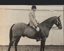 horse Duboise (Thoroughbred,  , from Amboise xx)