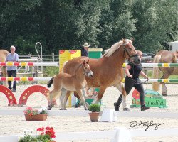 broodmare Edda (Rhenish-German Cold-Blood, 2014, from Helmut)