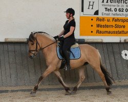 horse Ingmar (Fjord Horse, 2013, from Irving)