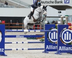 Springpferd Delicalato V/h Marienshof (KWPN (Niederländisches Warmblut), 2008, von Calato)