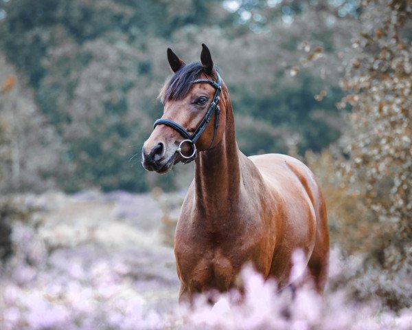 jumper Henry 471 (German Riding Pony, 2017, from Hurrikan Heros)