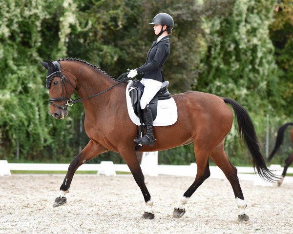 Dressurpferd His own Way (Belgisches Warmblut, 2007, von Pkz Contact van de Heffinck)