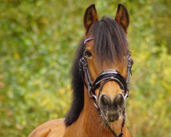 Pferd Dungarvan Bay (Welsh-Cob (Sek. C), 2007)