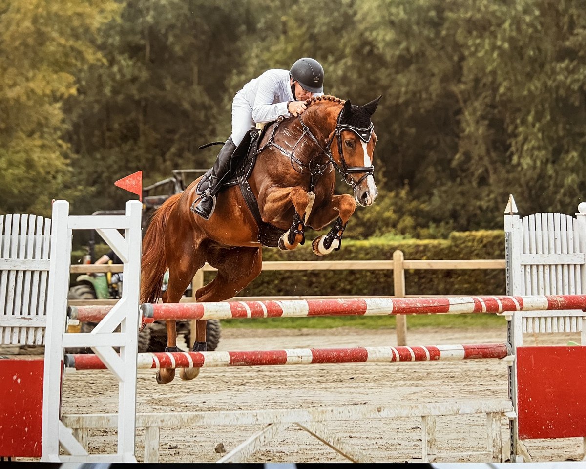 jumper Scofield S 4 (Hanoverian, 2017, from Stanley)